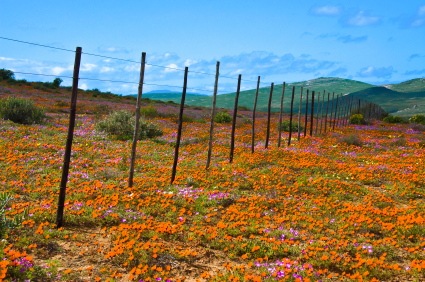 Namaqualand flowers